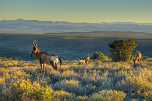 Haerdebeest in Südafrika