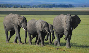 Kenia Elefanten