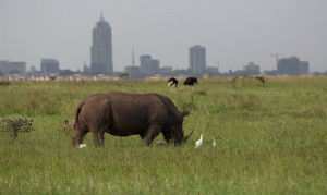 Kenya Rhino. Nashorn