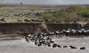 Kenya Wildebeest Migration