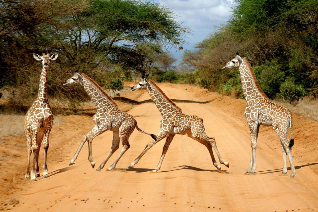 Tansania Giraffen