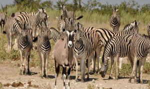 Zebras in der Etoscha. Namibia