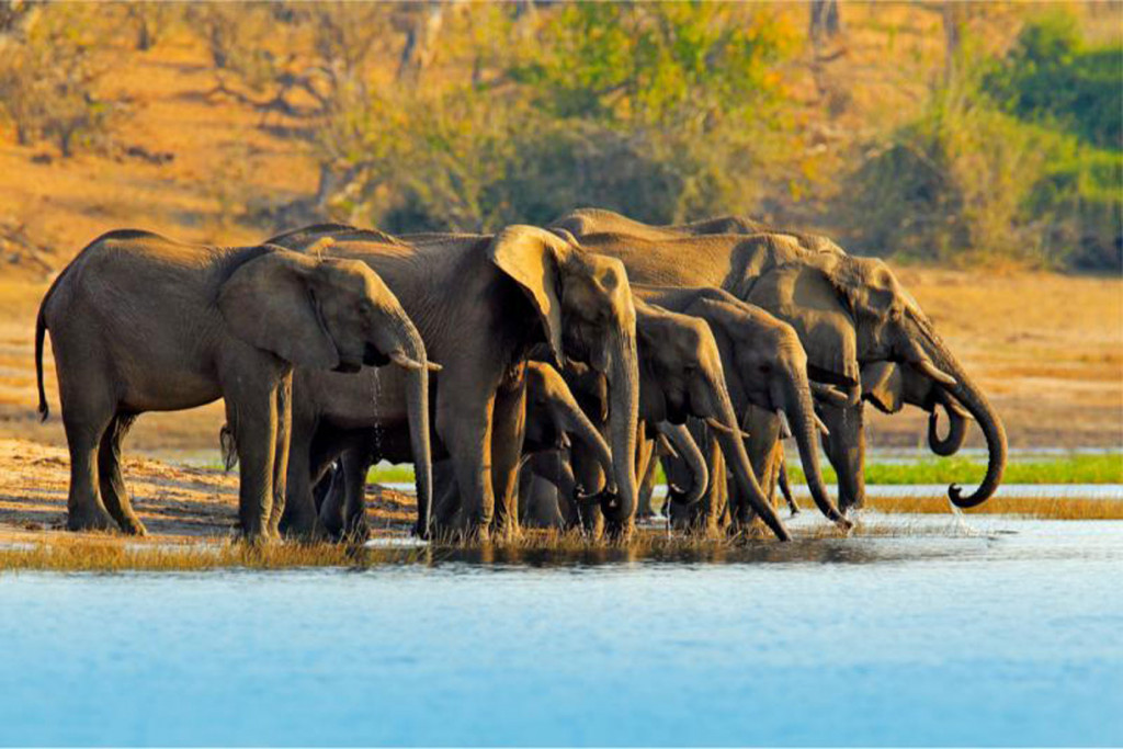 Elefantenherde im Chobenationalpark