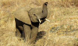 Baby Elefant im Etoscha NP. Namibia
