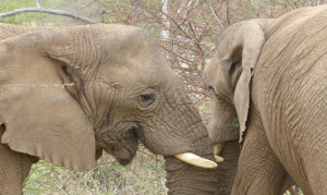 Elefanten Omaruru Game Lodge