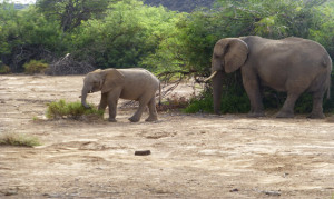 Wüsten Elefanten im Damaraland