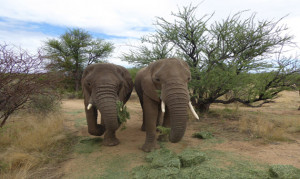 Elefanten Omaruru Gamelodge