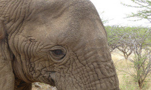 Elefantenauge Omaruru