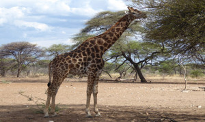 Giraffen-Namibia Waterberg