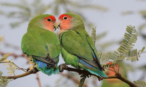 Lovebirds Omaruru Camp Mara