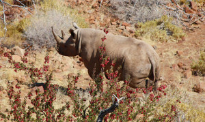 Rhino Tracking Im Norden Namibias