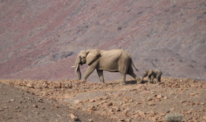 Wüstenelefanten im Damaraland.