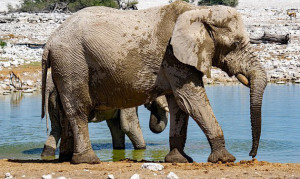 Elefanten Etoscha Nationalpark