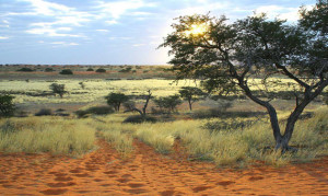 Die Weite der Kalahari. Namibia
