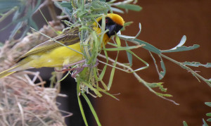 Webervogel beim Nestbau. Namibia