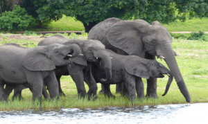 Elefanten beim Trinken im Chobe NP