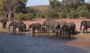 Elefanten im Okavango Delta.