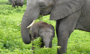 Elefantenbaby Chobe NP