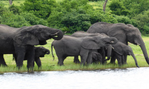 Elefantenfamilie im Chobe NP