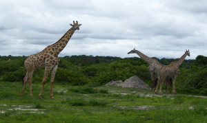 Giraffen im Chobe NP Botswana