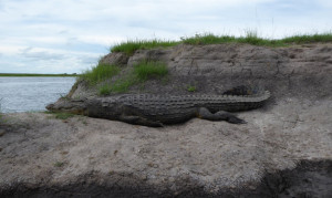 Krokodil am Zambesi. Namibia