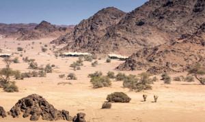 Wüsten Elefanten im Damaraland