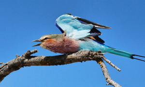 Eis Vogel Botswana