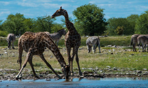 Etoscha Giraffen am Wasserloch