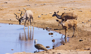 Wasserstelle Namibia Etoscha NP